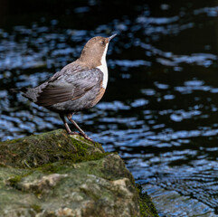 Beautiful afternoon on the river contemplating the Dipper (cinclus cinclus)!