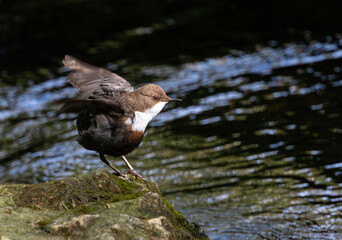 Beautiful afternoon on the river contemplating the Dipper (cinclus cinclus)!