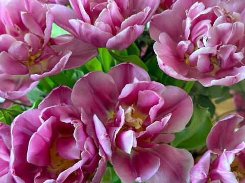 Verblühte Tulpen