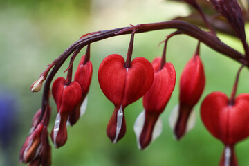 Lamprocapnos spectabilis, bleeding heart, close up