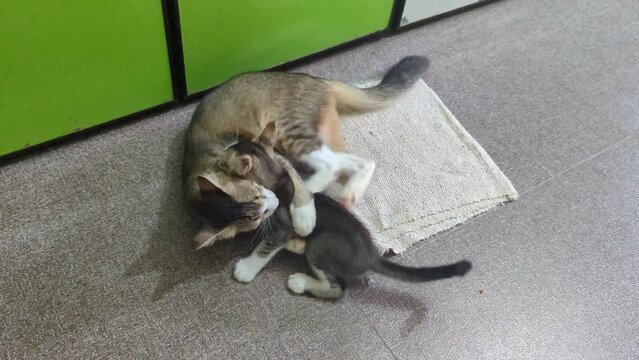 grey haired pet mother cat her cute baby kitten having a playful fun fight on the floor