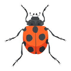 Cute ladybug or ladybird simple flat design red and black.  insect illustration isolated on white background