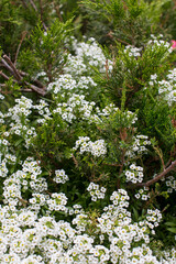 small white alyssum flowers growing in a green thuja.