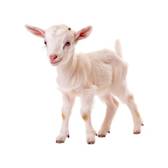 Baby goat. Isolated on transparent background.