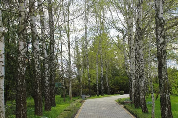 Rolgordijnen birch grove in the park © Irina Iuros