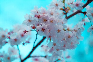 満開の桜