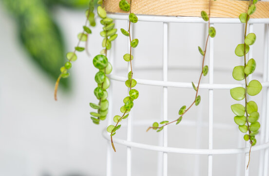 Long lashes of peperomium prostrate in a concrete pot hang with round turtle leaves. Peperomy close-up in the interior on a white background, an ornamental plant