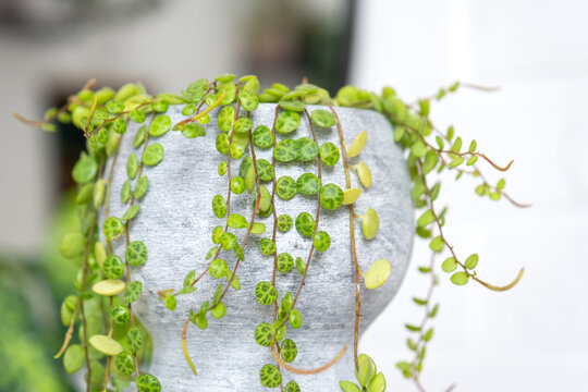 Long lashes of peperomium prostrate in a concrete pot hang with round turtle leaves. Peperomy close-up in the interior on a white background, an ornamental plant