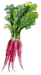 Vegetables food illustrations. Watercolor and ink sketches. Beet carrots with tops - 783191823