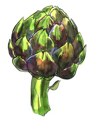 Vegetables food illustrations. Watercolor and ink sketches. Artichoke - 783191874