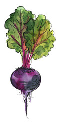 Vegetables food illustrations. Watercolor and ink sketches. Beetroot with tops  - 783191882