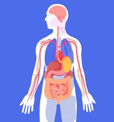Anatomical 3D illustration of the human digestive system. About a human silhouette and internal organs in flat colors. Seen from the front on a blue background. - obrazy, fototapety, plakaty