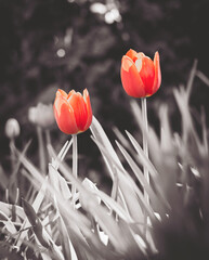 dwa tulipany na czarnobiałym tle ogrodu