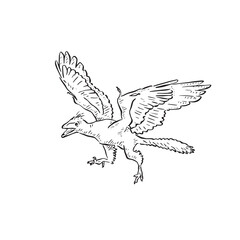 A line drawn illustration of an archaeopteryx. Hand drawn in black and white and shaded using lines. A simple sketchy style illustration vectorised for many uses.