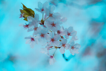 風に揺れる満開の桜の枝