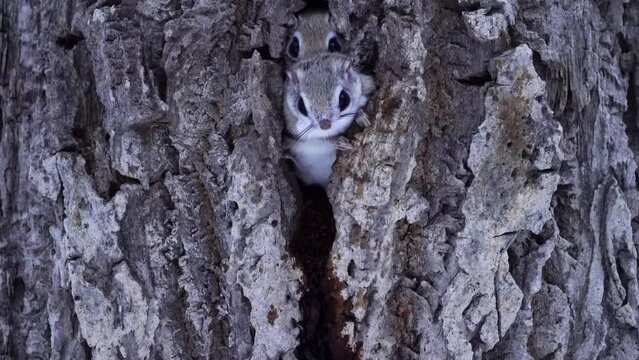 冬のエゾモモンガ