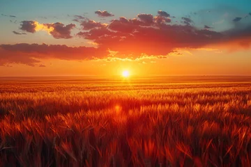 Fotobehang Sun setting in the background of a vast wheat field © Ihor