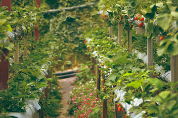 Lush green rows of strawberry plants cultivated in two-level elevated platform containers showing...