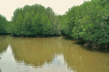 Lush dense population of mature mangrove trees in the swampy coastal waters as a result of reforestation effort and environmental conservation