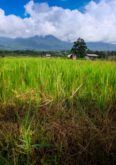 landscape view of rice fields with a hut in the middle and mountains in the background