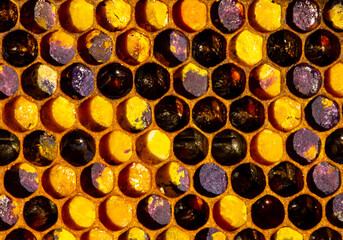 Dark shades of pollen in comb.  Being a beekeeper, the author does not know the origin of such pollen.
The color of pollen depends on how it is taken from the flowers.
 - obrazy, fototapety, plakaty
