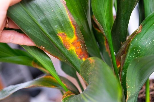 Problems in the cultivation of domestic plants Problems in cultivation of domestic plants aspidistra - leaves affected by sunburn and frostbit, yellow and dry tips, overflow of plant, rotting of roots