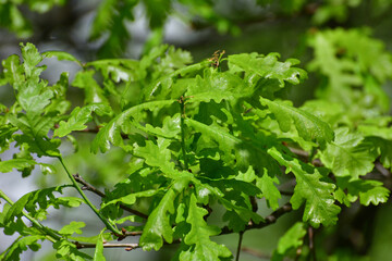 oak twig with an young spring leaves
