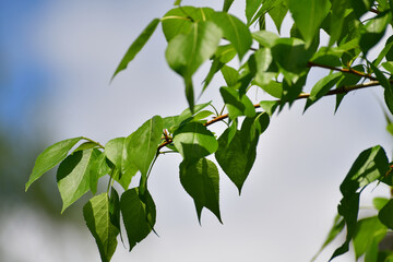Poplar branch with young leaves in early spring