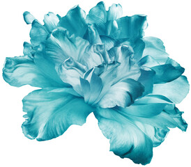 Turquoise  tulip  flower  on  isolated background. Closeup. For design. Transparent background. ...