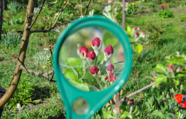 Apple tree blossom through magnifying glass and blurred background.
