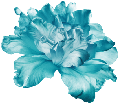 Turquoise  tulip  flower  on  isolated background. Closeup. For design. Transparent background.  Nature.