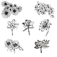 Set di fiori a mano libera neri - obrazy, fototapety, plakaty