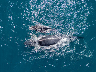 humpback whale mother and calf aerial view off the coast of Cabo San Lucas, Baja California Sur, Mexico, Pacific Ocean
