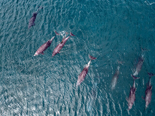playful pod of dolphins aerial shot in Cortez sea, Baja California Sur Mexico drone view