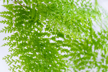 Close-up Fluffy fern leaf in a white loft-style interior. Nephrolepis Marisa is a varietal...