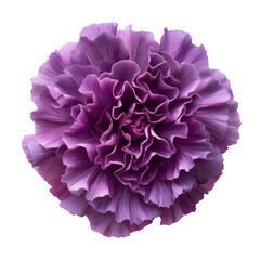purple carnation isolated on transparent background Generative Ai.
