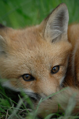 Close-up of the head of a Young red Fox