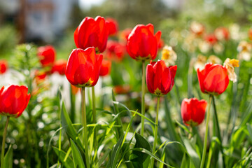 Red tulip flowers bask in the warm rays of the spring sun