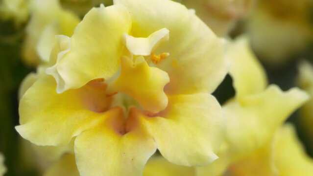 Close up of yellow petunia flowers blooming in the garden. Slow motion. 