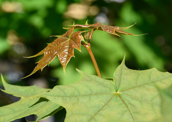 Spring maple sprout with fresh, still reddish, leaves close-up. Direct sunlight