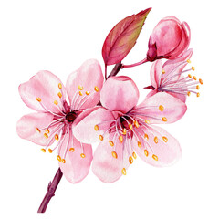 Watercolor sakura flowers set, Isolated flora, painting pink spring flower cherry blossom branch. botanical illustration