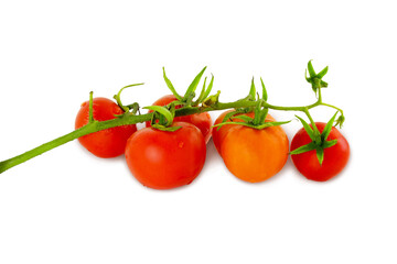 fresh organic red tomato bunch on plant branch,cutout in transparent background,png format 