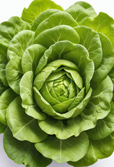 Obraz premium Fresh lettuce on isolated white background , juicy and fresh, top view, Flat lay, no shadows