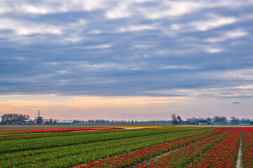 Fototapeta na wymiar Tulip fields in bloom in the Netherlands on a sunny spring day