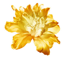 Yellow  tulip  flower  on white isolated background with clipping path. Closeup. For design. Nature.