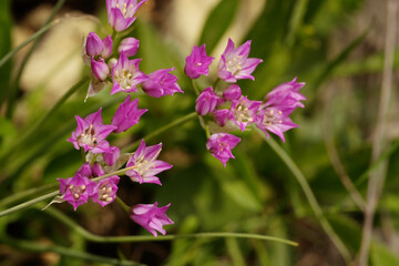 Drummond's onion perennial plant with purple flower bloom closeup in Texas nature.