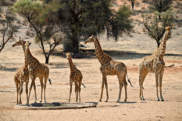 giraffe in the savannah next to a waterhole in Kgalagadi Kalahari 