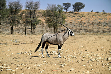 Oryx gemsbok antelope in the wild. Photographed from the side.