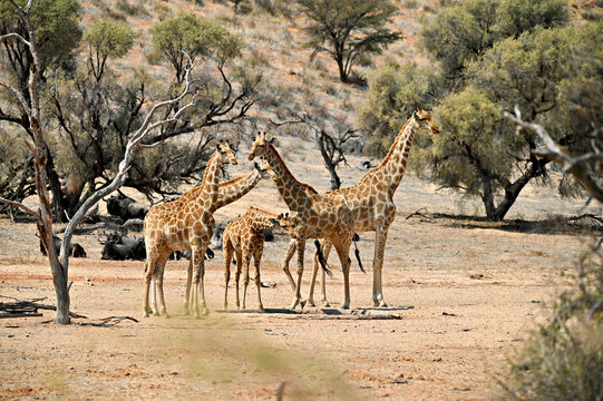 Herd of giraffes in a dry riverbed in Kgalagadi Kalahari. Arid climate