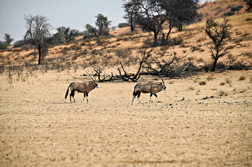 Naklejka na ściany i meble Two Oryx antelopes in the dry riverbed of Nossob river Kgalagadi